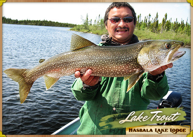 Big Lake Trout in Hasbala Lake Lodge